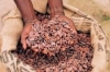 Fermented Cocoa